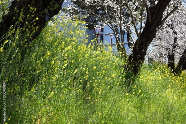 Obraz 川沿いのセイヨウカラシナとサクラ