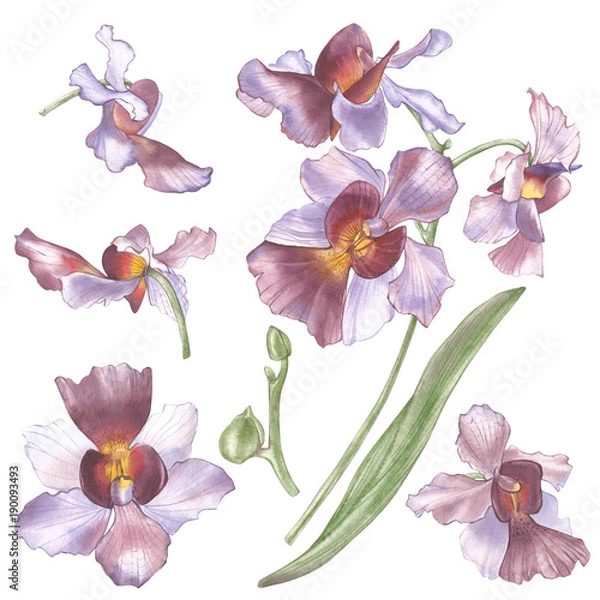 Fototapeta Singapore Flower, Illustration of Vanda Miss Joaquim Flowers. The National Flower of Singapore. Watercolor Hand drawn violet orchid isolated on white background. Realistic botanical illustration.