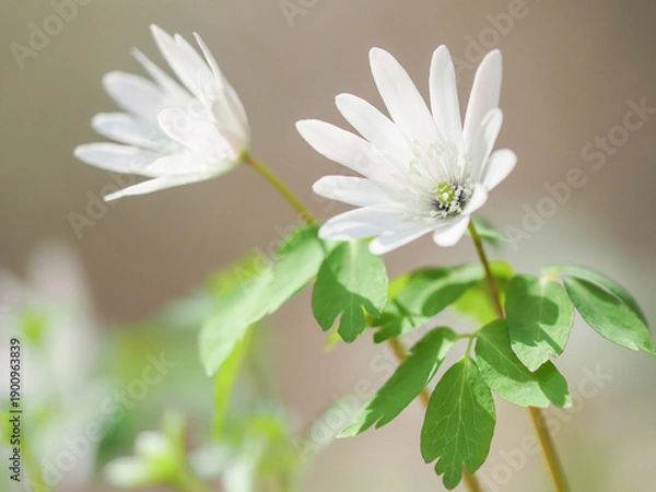 Obraz アズマイチゲ