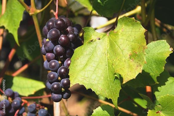 Obraz Grapes