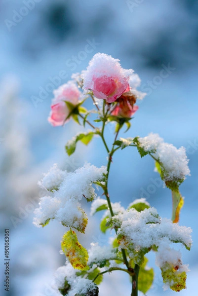 Obraz Rose mit Blüten im Schnee
