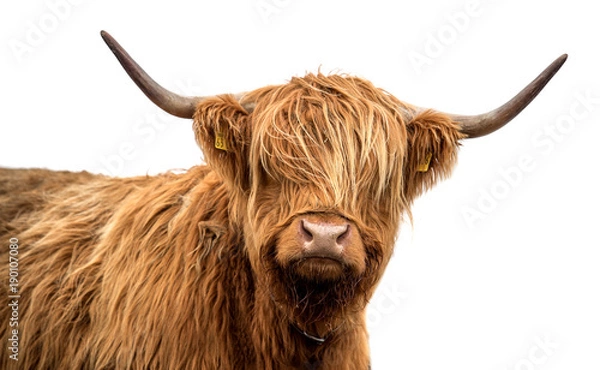 Obraz Scottish highland cattle on a white background