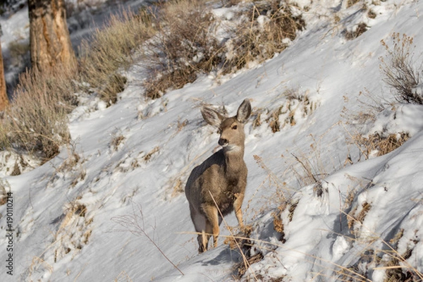 Obraz Mule Deer