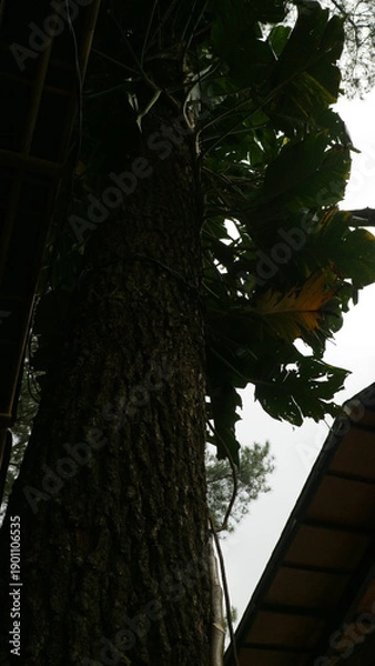 Fototapeta Tall Tree and Building Structures Viewed from Below