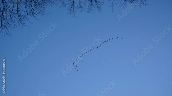 Obraz Vögel am fliegen