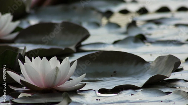 Fototapeta Lotusblüte