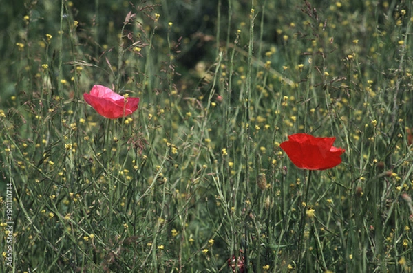 Obraz Klatschmohn auf einer Sommerwiese