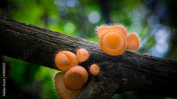 Obraz Champagne mushrooms in Thailand forrest