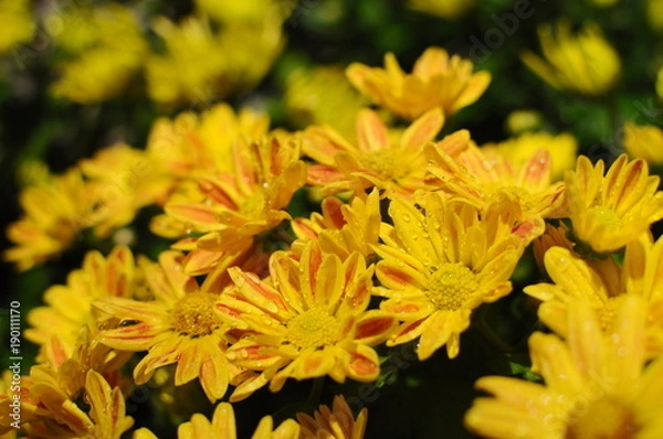 Obraz The yellow daisy flower