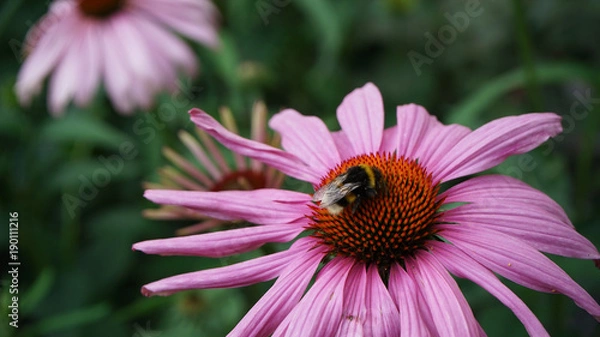 Obraz Blume und Biene