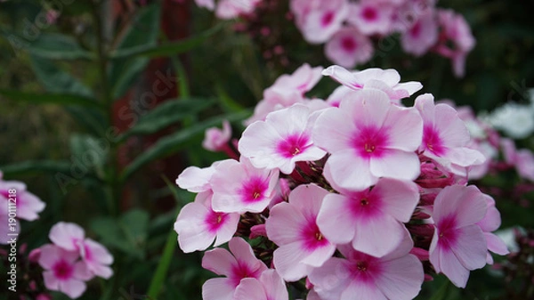 Obraz Blumen und Biene