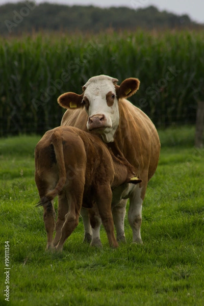 Obraz Kuh und ihr Kalb