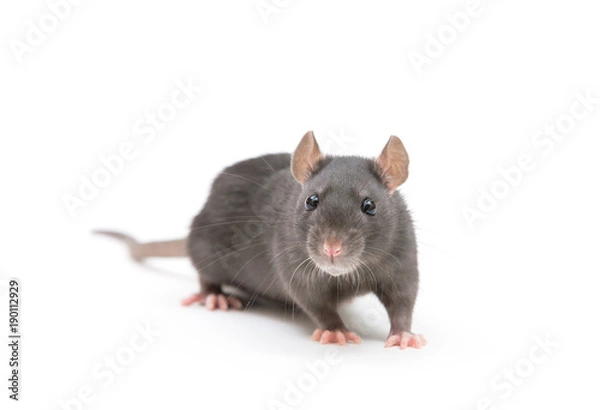 Obraz szczur