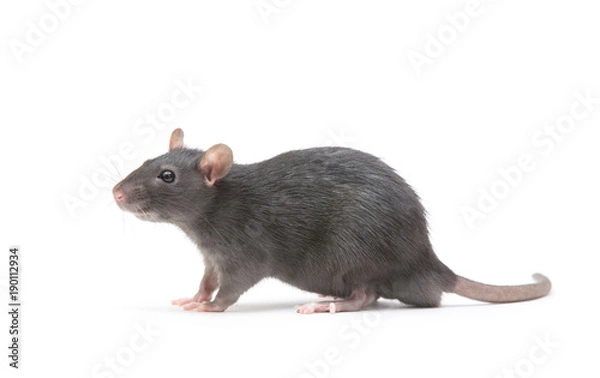 Fototapeta rat