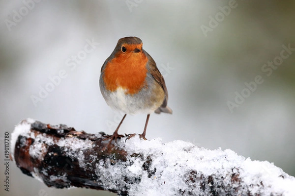 Obraz Robin in Snow