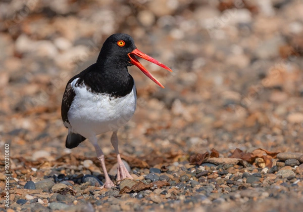 Obraz Ostrero pardo ave