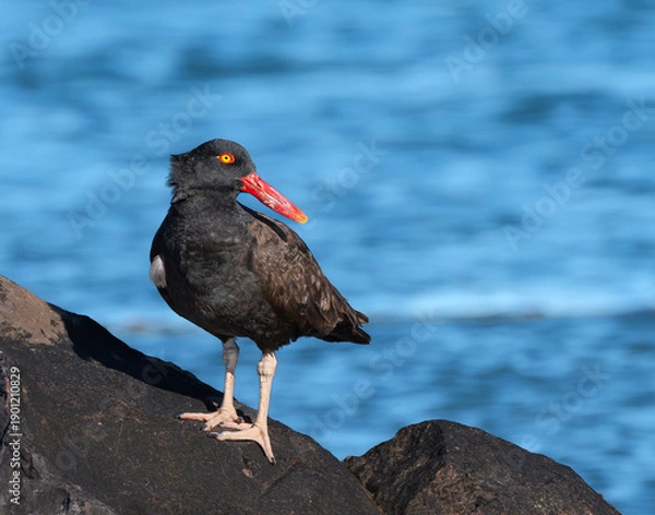 Obraz Ostrero negro ave