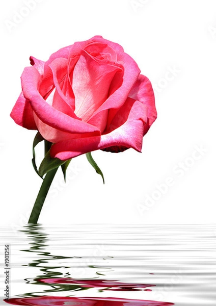 Fototapeta beautiful purple rose