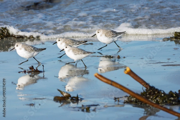 Obraz Les oiseaux sur la plage