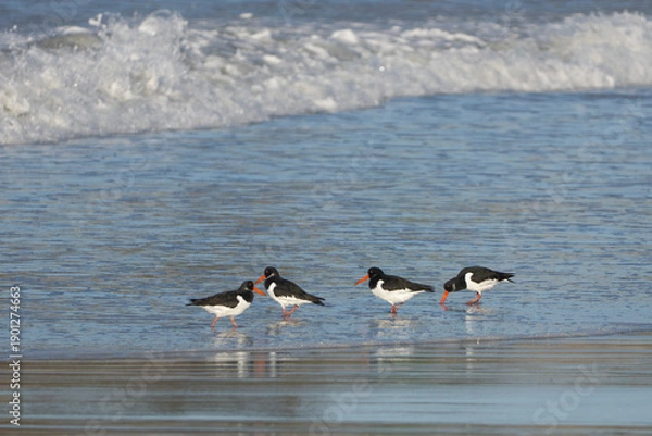 Obraz Les oiseaux sur la plage
