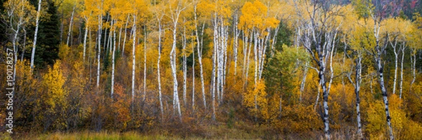 Fototapeta Dozens of Quacking Aspens fill the mountain side with beautiful fall colors.