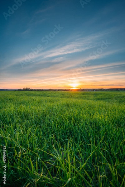 Fototapeta Landscape Of Young Spring Green Sprouts Of Wheat In Field Under 