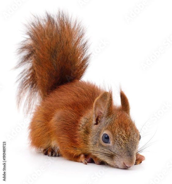 Obraz Red squirrel sitting isolated on white background