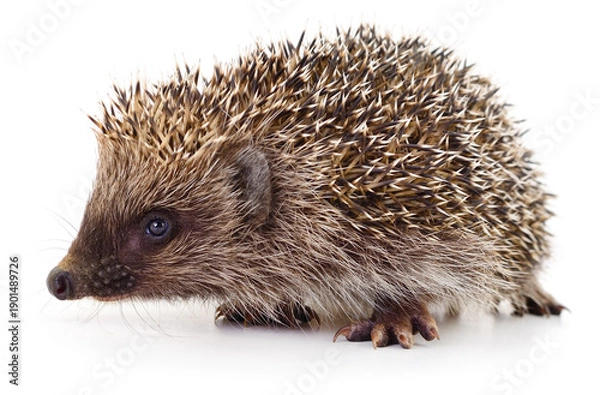 Obraz Small prickly hedgehog isolated on white background