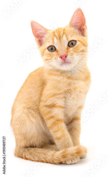 Obraz Ginger tabby kitten sitting isolated on white background