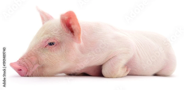 Obraz Small pink piglet lying down isolated on white background