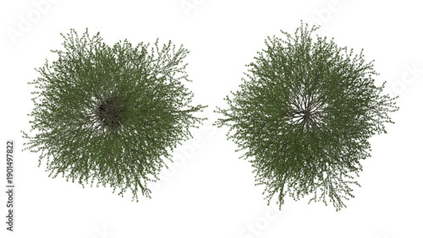 Fototapeta tree with support pole