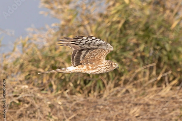 Fototapeta 河川敷を飛翔するハイイロチュウヒのメス
