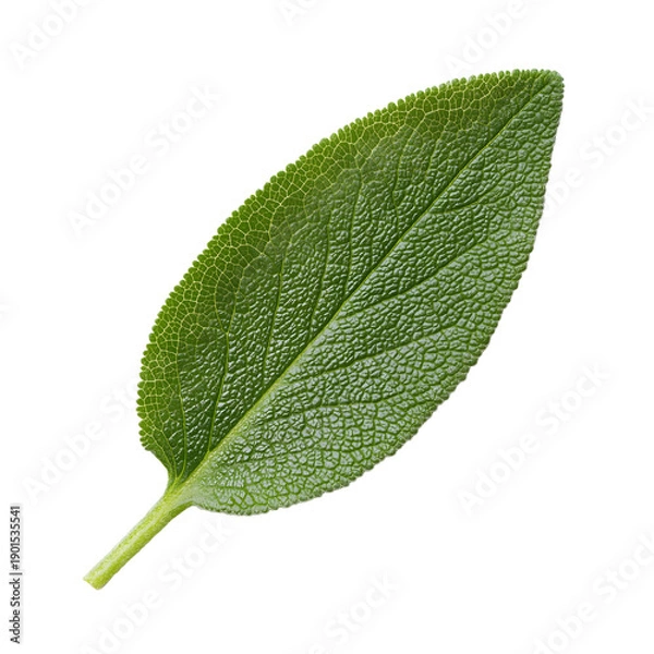 Obraz Salvia officinalis single leaf texture top view white background