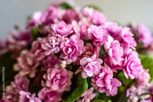 Obraz セントポーリアの花