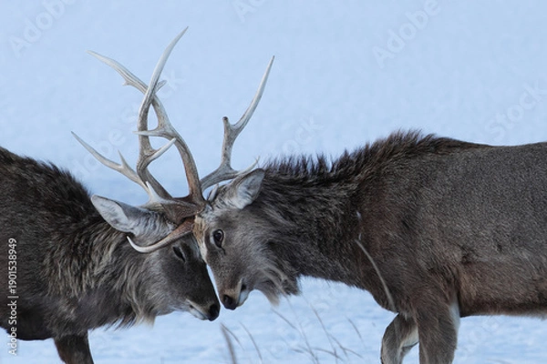 Fototapeta 角を突きあうエゾシカ