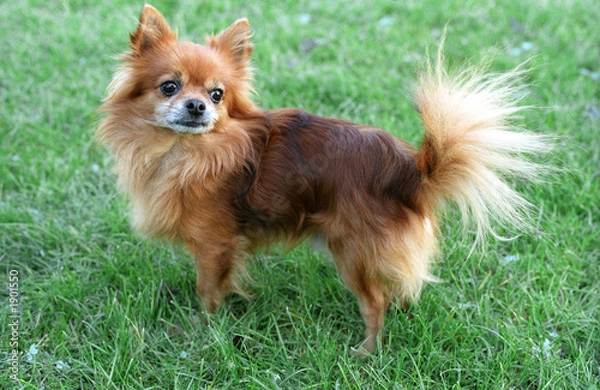 Obraz chihuahua - dog