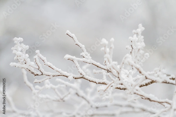 Fototapeta Winter tree frozen branches
