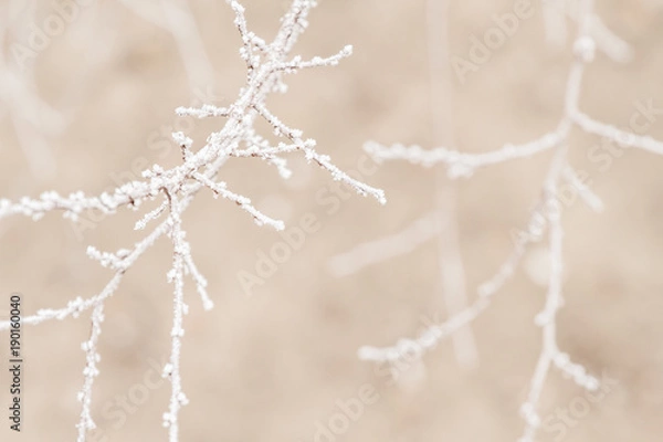 Fototapeta Winter tree frozen branches