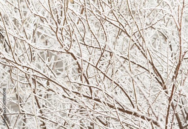 Fototapeta Winter tree frozen branches