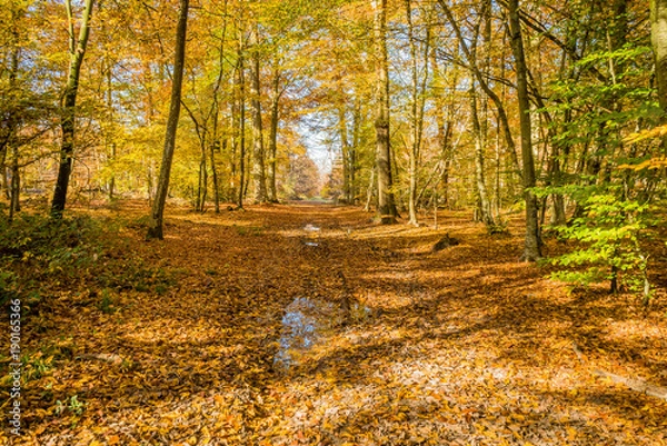 Fototapeta After the rain in Fontainebleau forest