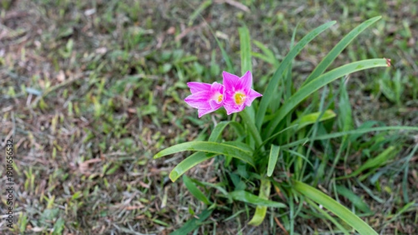 Obraz spring flowers in the grass