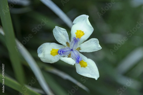 Fototapeta primavera