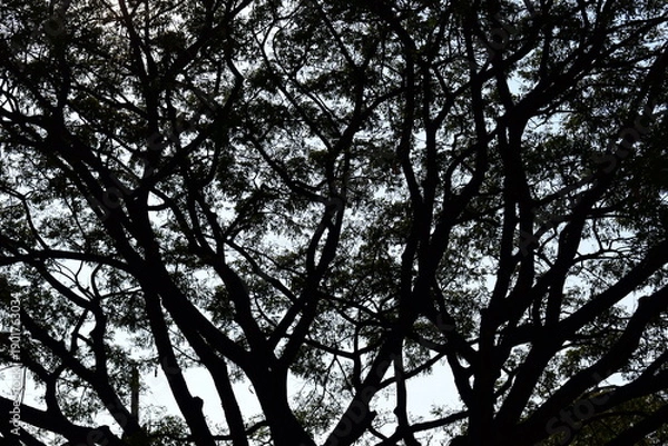 Obraz branches of big tree background