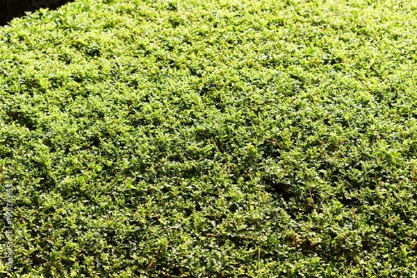 Fototapeta green leaf tree background with sunlight in springtime