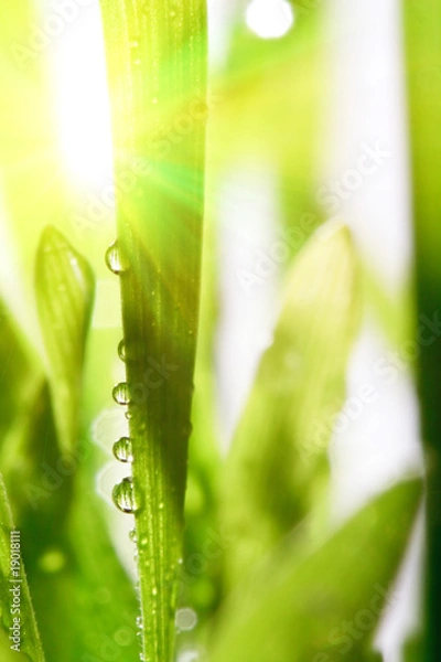 Fototapeta Fresh grass.