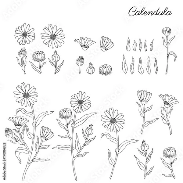 Fototapeta Calendula officinalis flowers isolated on white background, botanical hand drawn marigold, vector illustration for design package tea, cosmetics, natural medicine, greeting cards, wedding invitation