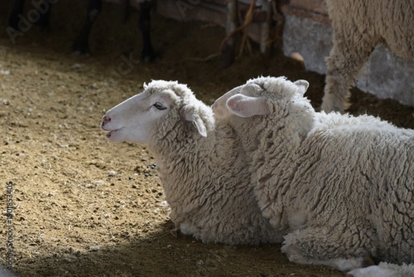 Obraz 寄り添う可愛い羊の年賀状素材