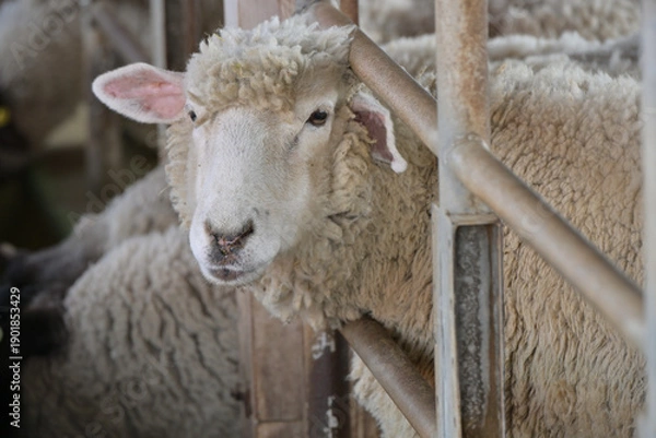 Obraz カメラ目線の羊「未年」