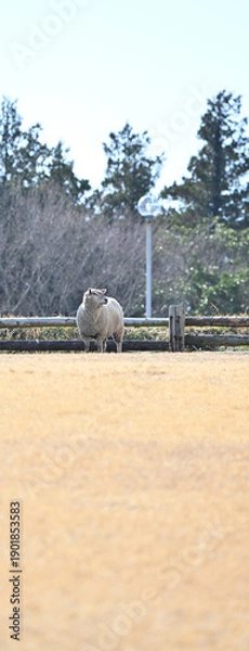 Obraz 振り向く羊