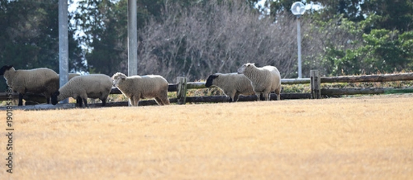 Obraz 並ぶ可愛い羊たち